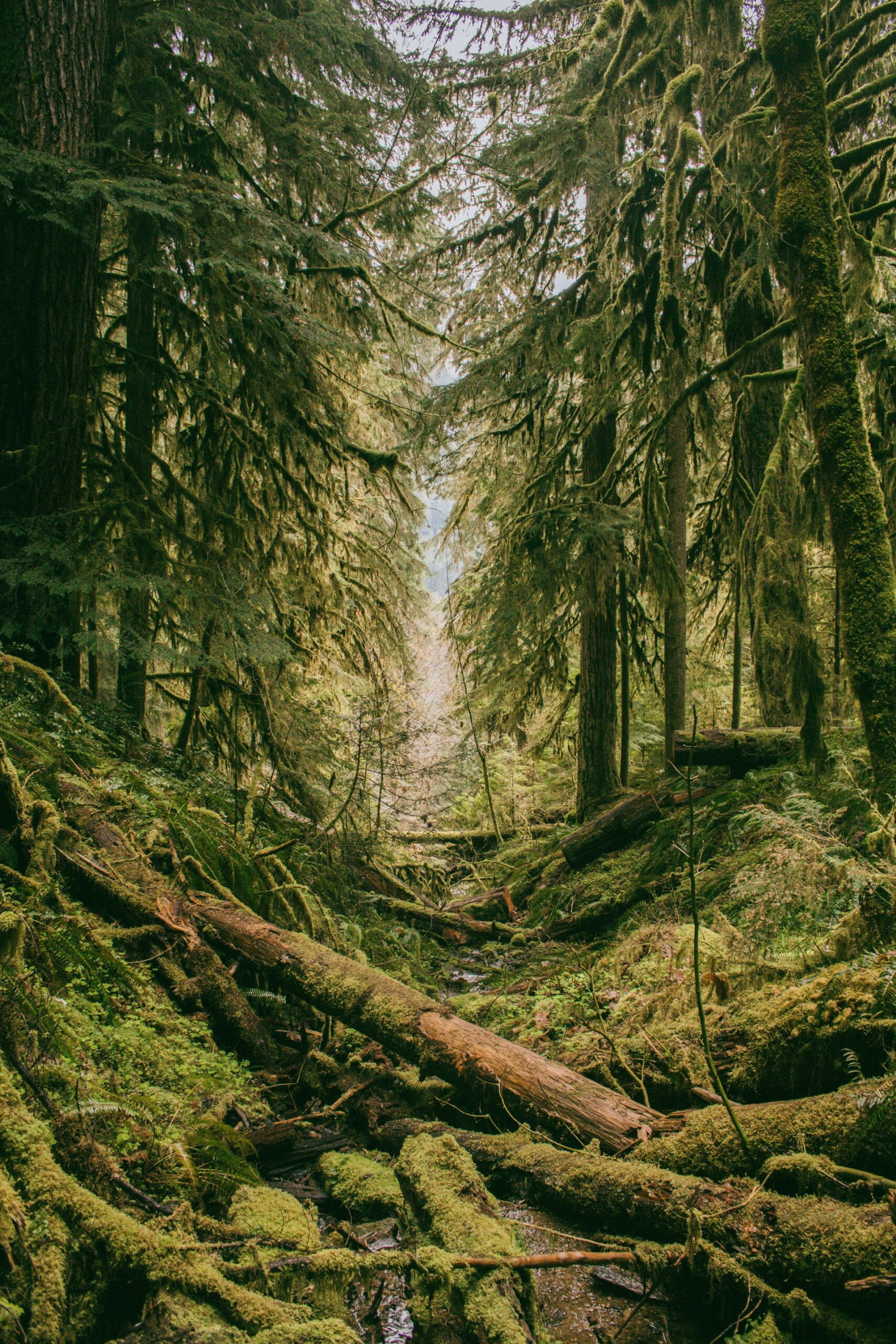 A woodland with very few signs that humans have been there in a long time—logs and moss on the floor. The ultimate place to hide when thriving outdoors.