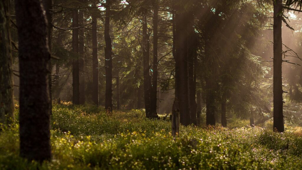 I misty and intriguing forest space for all our Thriving Outdoors Collective blog posts.