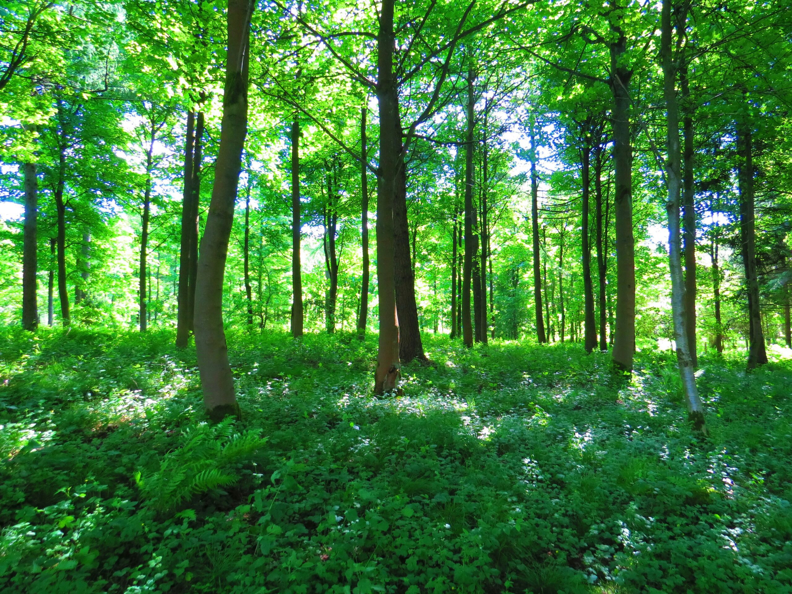 Discover the Thriving Outdoors Collective Wiki: Your Go-To Resource for Homesteading Success